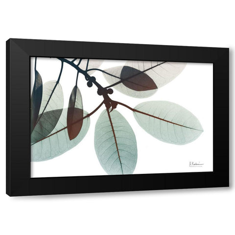 Desirable Involucrata 1 Black Modern Wood Framed Art Print with Double Matting by Koetsier, Albert