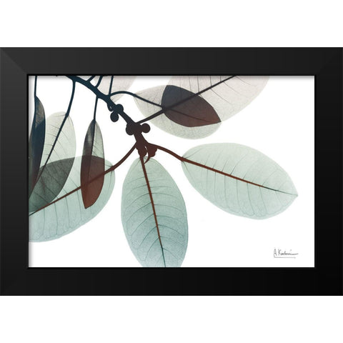 Desirable Involucrata 1 Black Modern Wood Framed Art Print by Koetsier, Albert