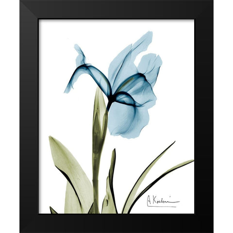 Iris B76 Black Modern Wood Framed Art Print by Koetsier, Albert