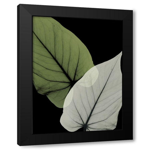 Philodendron Embrace 1 Black Modern Wood Framed Art Print by Koetsier, Albert