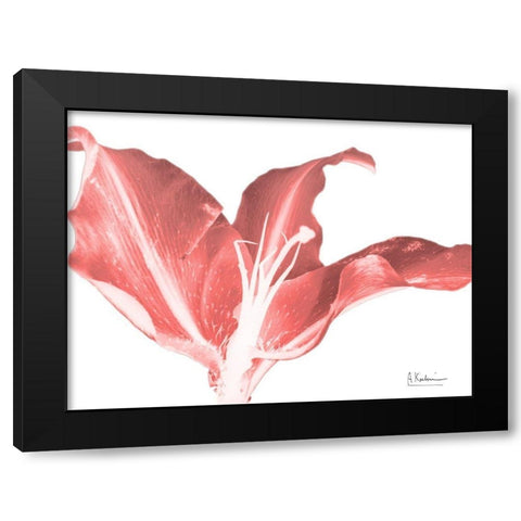 Coral Blossom 2 Black Modern Wood Framed Art Print with Double Matting by Koetsier, Albert