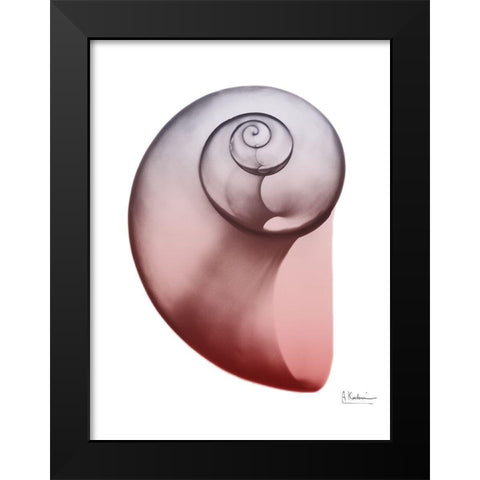 Coral Snail 2 Black Modern Wood Framed Art Print by Koetsier, Albert