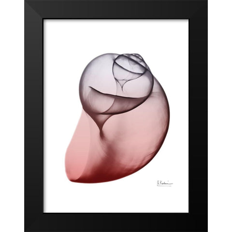 Coral Snail 3 Black Modern Wood Framed Art Print by Koetsier, Albert