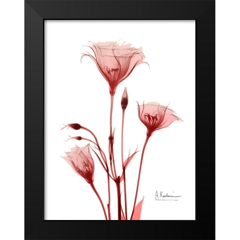 Marvelous Gentian 2 Black Modern Wood Framed Art Print by Koetsier, Albert