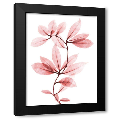 Coral Wonder 1 Black Modern Wood Framed Art Print with Double Matting by Koetsier, Albert