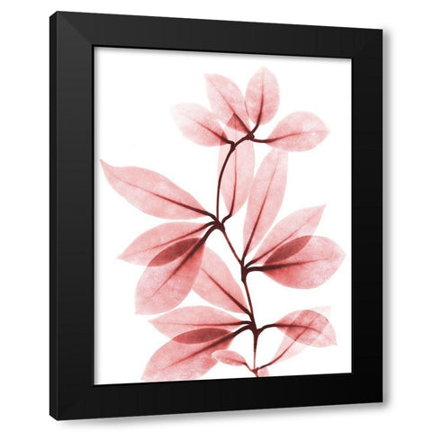 Coral Wonder 2 Black Modern Wood Framed Art Print by Koetsier, Albert