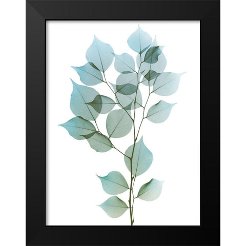 Vibrant Dalbersia 1 Black Modern Wood Framed Art Print by Koetsier, Albert