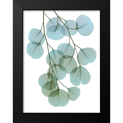 Vibrant Eucalyptus 2 Black Modern Wood Framed Art Print by Koetsier, Albert