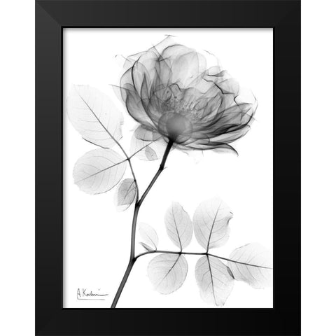 Rose Dynasty 1 Black Modern Wood Framed Art Print by Koetsier, Albert