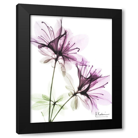 Splendid Beauty 1 Black Modern Wood Framed Art Print by Koetsier, Albert