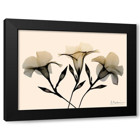 Mandelilla Dawn Black Modern Wood Framed Art Print with Double Matting by Koetsier, Albert