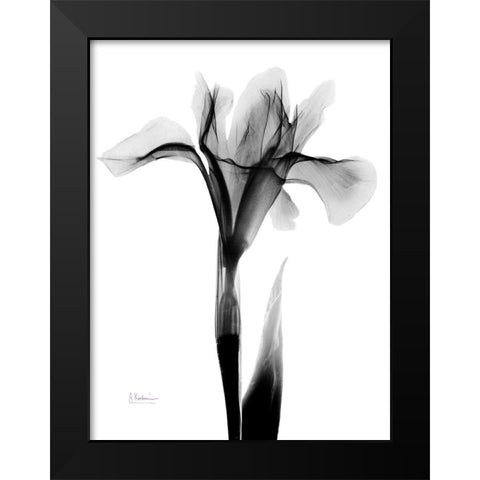 Expressed Iris Black Modern Wood Framed Art Print by Koetsier, Albert