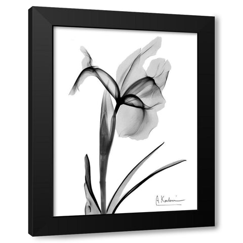 Expressed Iris 2 Black Modern Wood Framed Art Print with Double Matting by Koetsier, Albert