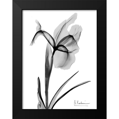 Expressed Iris 2 Black Modern Wood Framed Art Print by Koetsier, Albert