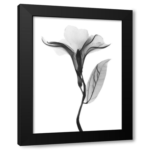 Pleasant Oleander 1 Black Modern Wood Framed Art Print with Double Matting by Koetsier, Albert