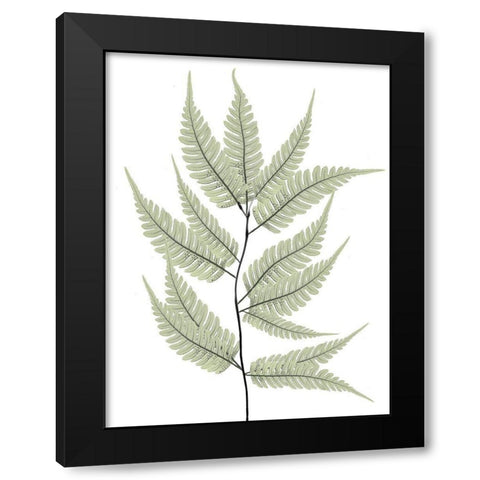 Fern Tree Black Modern Wood Framed Art Print with Double Matting by Koetsier, Albert