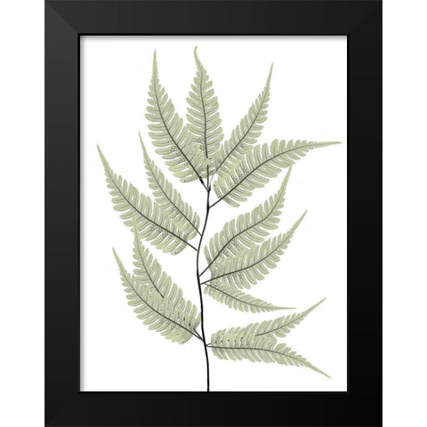 Fern Tree Black Modern Wood Framed Art Print by Koetsier, Albert