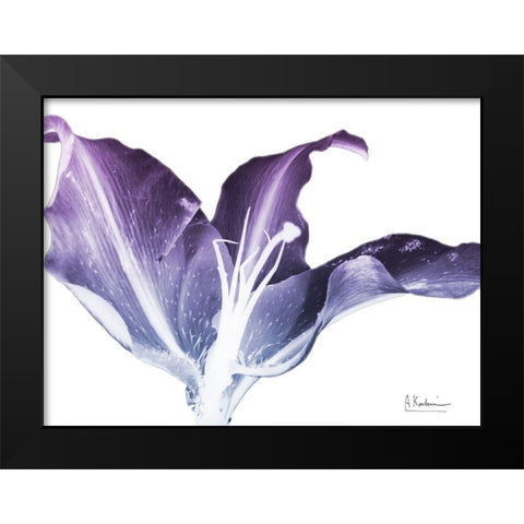 Radiant Blossom 2 Black Modern Wood Framed Art Print by Koetsier, Albert