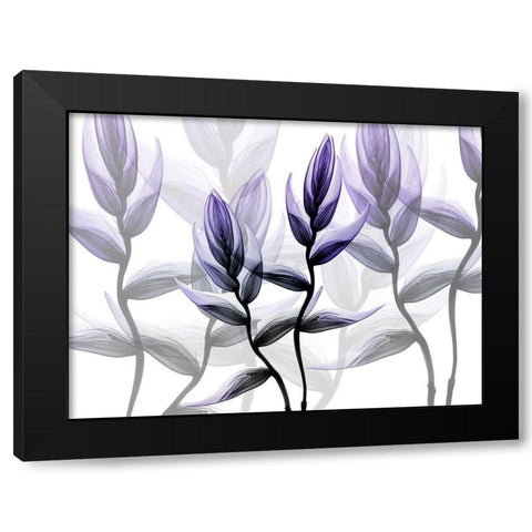 Lavender Heaven 1 Black Modern Wood Framed Art Print with Double Matting by Koetsier, Albert