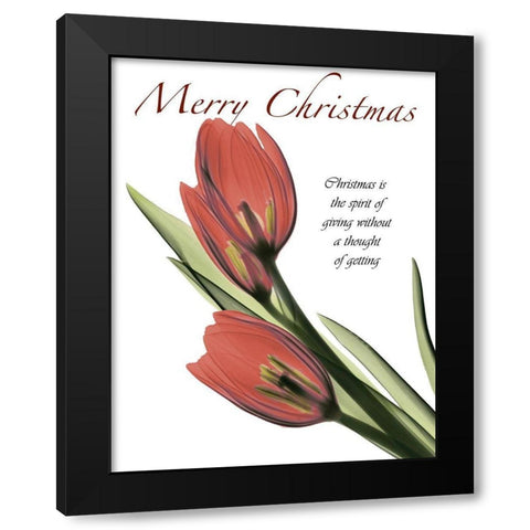 Christmas Tulips 2 Black Modern Wood Framed Art Print with Double Matting by Koetsier, Albert