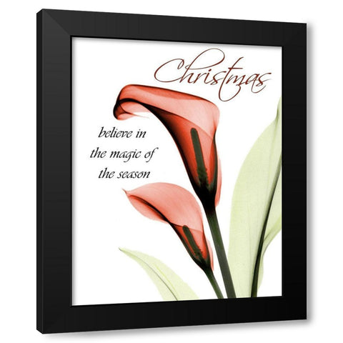 Christmas Calla Lily Black Modern Wood Framed Art Print with Double Matting by Koetsier, Albert