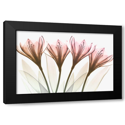 Dazzling Tulips Black Modern Wood Framed Art Print with Double Matting by Koetsier, Albert