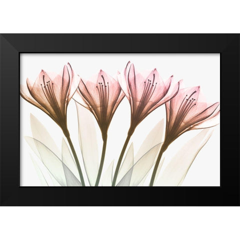 Dazzling Tulips Black Modern Wood Framed Art Print by Koetsier, Albert