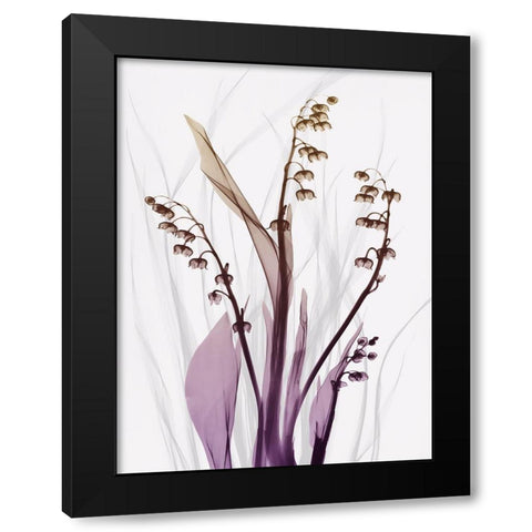 Radiant Snowdrops 4 Black Modern Wood Framed Art Print with Double Matting by Koetsier, Albert