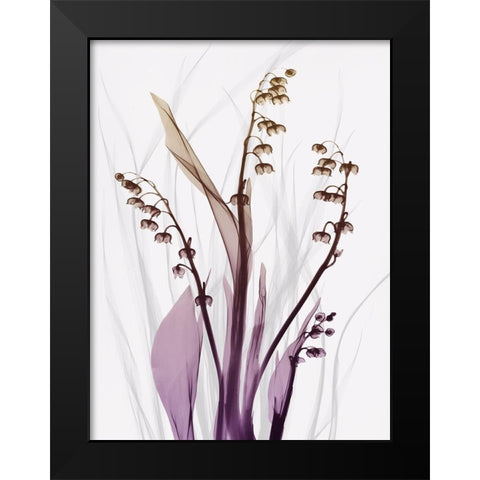 Radiant Snowdrops 4 Black Modern Wood Framed Art Print by Koetsier, Albert