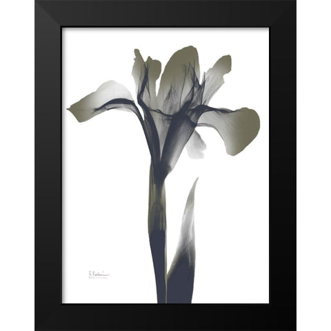 Ombre Olive Iris 1 Black Modern Wood Framed Art Print by Koetsier, Albert