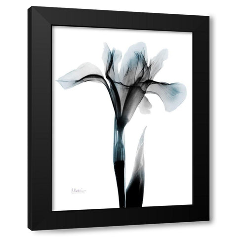 Ombre Sea Salt Iris Black Modern Wood Framed Art Print with Double Matting by Koetsier, Albert