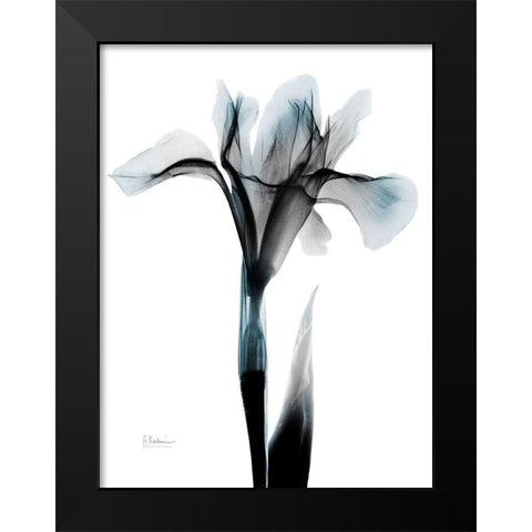 Ombre Sea Salt Iris Black Modern Wood Framed Art Print by Koetsier, Albert