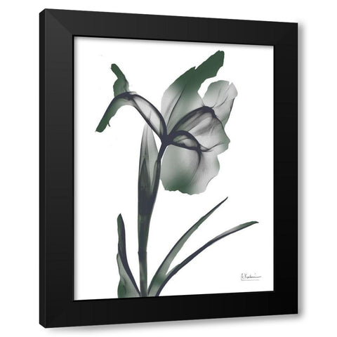 Ombre Jungle Iris 1 Black Modern Wood Framed Art Print with Double Matting by Koetsier, Albert