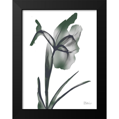 Ombre Jungle Iris 1 Black Modern Wood Framed Art Print by Koetsier, Albert