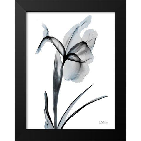 Ombre Sea Salt Iris 2 Black Modern Wood Framed Art Print by Koetsier, Albert