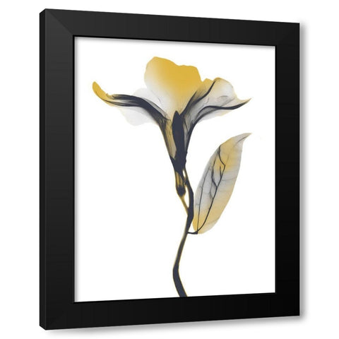 Ombre Sunshine Oleander 1 Black Modern Wood Framed Art Print by Koetsier, Albert