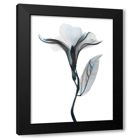 Ombre Sea Salt Oleander 1 Black Modern Wood Framed Art Print with Double Matting by Koetsier, Albert