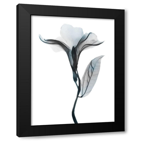 Ombre Sea Salt Oleander 1 Black Modern Wood Framed Art Print by Koetsier, Albert