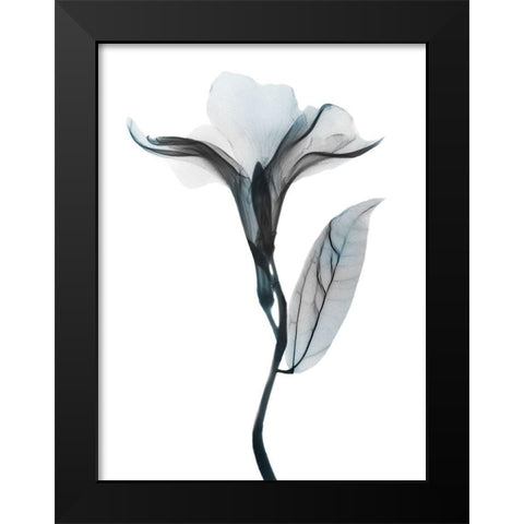 Ombre Sea Salt Oleander 1 Black Modern Wood Framed Art Print by Koetsier, Albert