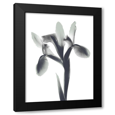 Ombre Sea Foam Le Fleur Black Modern Wood Framed Art Print with Double Matting by Koetsier, Albert