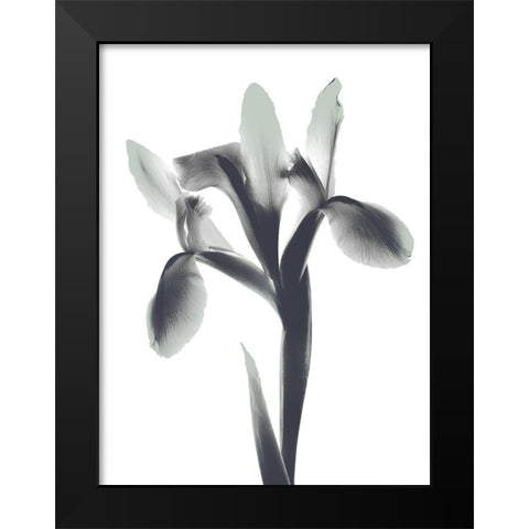 Ombre Sea Foam Le Fleur Black Modern Wood Framed Art Print by Koetsier, Albert