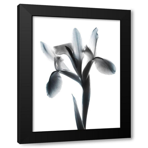 Ombre Sea Salt Le Fleur Black Modern Wood Framed Art Print with Double Matting by Koetsier, Albert