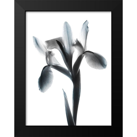 Ombre Sea Salt Le Fleur Black Modern Wood Framed Art Print by Koetsier, Albert