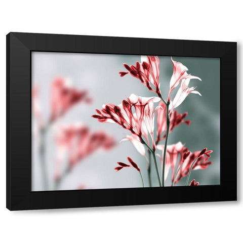 Unfocused Beauty 1 Black Modern Wood Framed Art Print by Koetsier, Albert