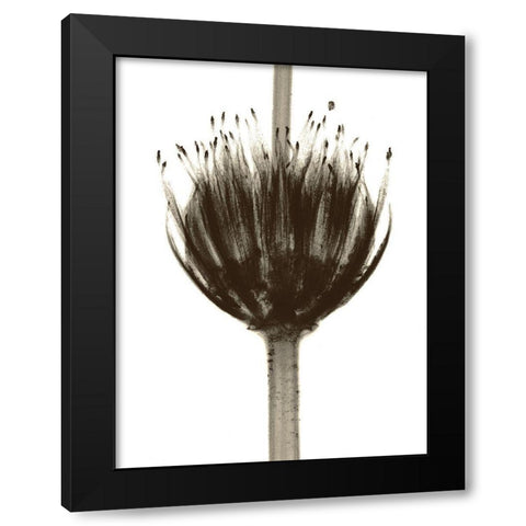 Chocolate Crown Black Modern Wood Framed Art Print by Koetsier, Albert