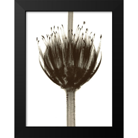 Chocolate Crown Black Modern Wood Framed Art Print by Koetsier, Albert