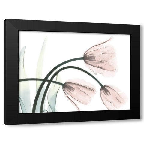 Refreshing Bloomed 1 Black Modern Wood Framed Art Print with Double Matting by Koetsier, Albert