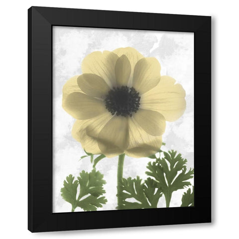 Bright Magnolia 1 Black Modern Wood Framed Art Print with Double Matting by Koetsier, Albert