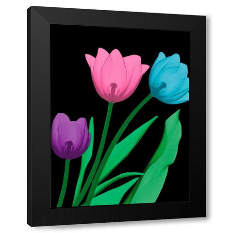 Shiny Tulips 4 Black Modern Wood Framed Art Print with Double Matting by Koetsier, Albert