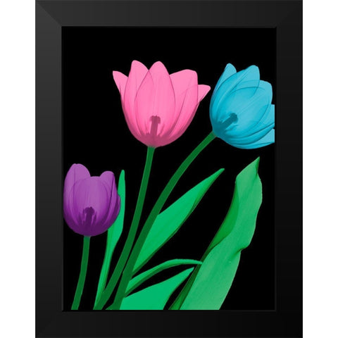 Shiny Tulips 4 Black Modern Wood Framed Art Print by Koetsier, Albert